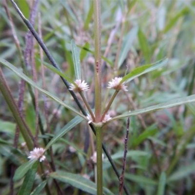 Alternanthera denticulata (Lesser Joyweed) at Cook, ACT - 31 Jan 2018 by CathB