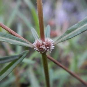 Alternanthera denticulata at Cook, ACT - 31 Jan 2018 07:27 AM