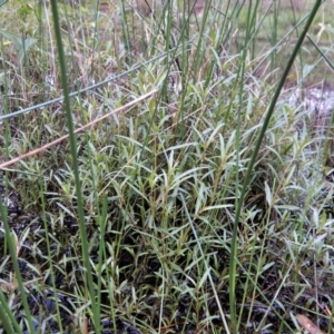 Alternanthera denticulata at Cook, ACT - 31 Jan 2018 07:27 AM