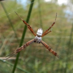 Argiope trifasciata (Banded orb weaver) at Cook, ACT - 1 Feb 2018 by CathB