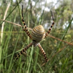 Argiope trifasciata at Cook, ACT - 1 Feb 2018