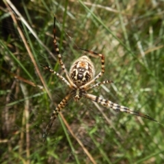 Argiope trifasciata at Cook, ACT - 1 Feb 2018 05:17 PM