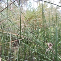 Argiope trifasciata at Cook, ACT - 1 Feb 2018