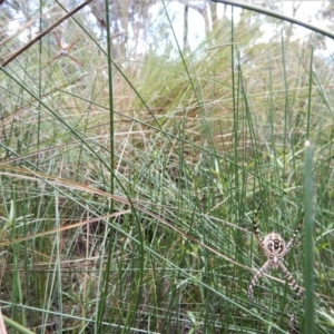 Argiope trifasciata at Cook, ACT - 1 Feb 2018 05:17 PM