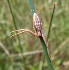 Runcinia acuminata (Pointy Crab Spider) at Mount Painter - 31 Jan 2018 by CathB