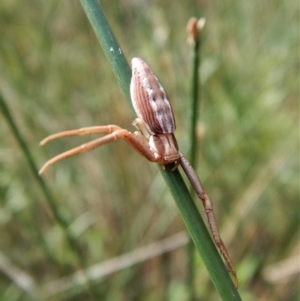 Runcinia acuminata at Cook, ACT - 31 Jan 2018