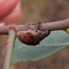 Gonipterus sp. (genus) (Eucalyptus Weevil) at Mount Painter - 30 Jan 2018 by CathB