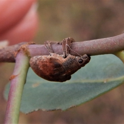 Gonipterus sp. (genus) (Eucalyptus Weevil) at Cook, ACT - 31 Jan 2018 by CathB