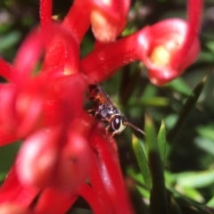 Hylaeus (Prosopisteron) littleri at Fyshwick, ACT - 2 Feb 2018