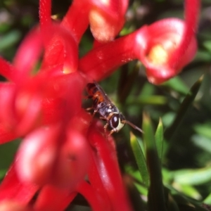 Hylaeus (Prosopisteron) littleri at Fyshwick, ACT - 2 Feb 2018