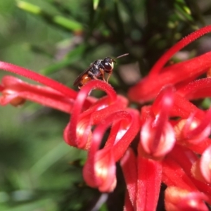 Hylaeus (Prosopisteron) littleri at Fyshwick, ACT - 2 Feb 2018