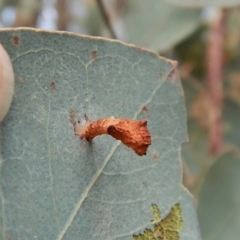 Hypertrophidae sp. (family) (Unidentified Twig Moth) at Cook, ACT - 31 Jan 2018 by CathB