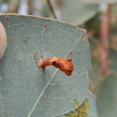 Hypertrophidae sp. (family) (Unidentified Twig Moth) at Cook, ACT - 30 Jan 2018 by CathB