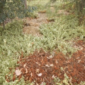 Vinca major at O'Malley, ACT - 30 Jan 2018