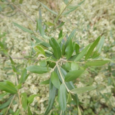 Olea europaea subsp. cuspidata (African Olive) at O'Malley, ACT - 30 Jan 2018 by MichaelMulvaney