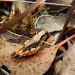 Phaulacridium vittatum (Wingless Grasshopper) at Mount Painter - 31 Jan 2018 by CathB