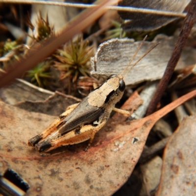 Phaulacridium vittatum (Wingless Grasshopper) at Mount Painter - 31 Jan 2018 by CathB