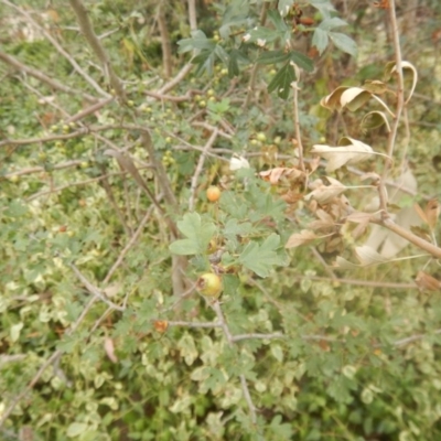 Crataegus monogyna (Hawthorn) at O'Malley, ACT - 30 Jan 2018 by MichaelMulvaney