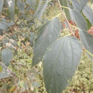 Celtis australis at O'Malley, ACT - 30 Jan 2018