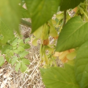 Acer negundo at O'Malley, ACT - 30 Jan 2018