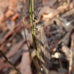 Myrmeleontidae (family) (Unidentified Antlion Lacewing) at Aranda, ACT - 1 Feb 2018 by CathB