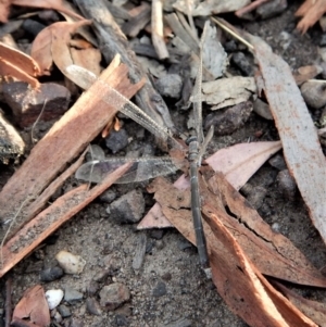 Myrmeleontidae (family) at Aranda, ACT - 2 Feb 2018