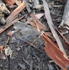 Myrmeleontidae (family) at Aranda, ACT - 2 Feb 2018