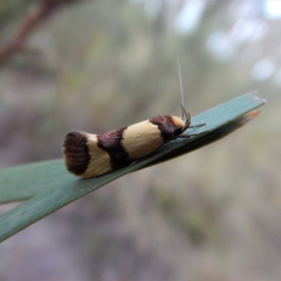 Chrysonoma fascialis (A concealer moth) at Aranda Bushland - 1 Feb 2018 by CathB