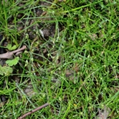 Isolepis subtilissima (Dwarf Clubsedge) at Bolaro, NSW - 30 Jan 2018 by DavidMcKay