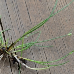 Isolepis subtilissima at Bolaro, NSW - 30 Jan 2018