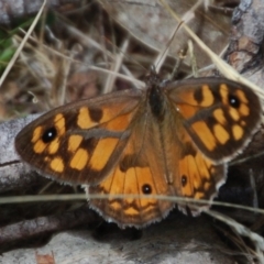 Geitoneura klugii (Marbled Xenica) at Namadgi National Park - 1 Feb 2018 by KMcCue