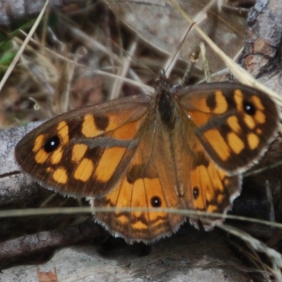 Geitoneura klugii (Marbled Xenica) at Mount Clear, ACT - 1 Feb 2018 by KMcCue