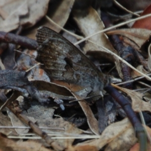 Geitoneura klugii at Mount Clear, ACT - 1 Feb 2018 01:25 PM