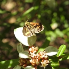 Ocybadistes walkeri (Green Grass-dart) at ANBG - 2 Feb 2018 by Qwerty