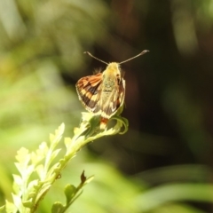 Ocybadistes walkeri at Acton, ACT - 2 Feb 2018