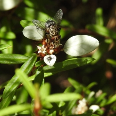 Tachinidae (family) (Unidentified Bristle fly) at Acton, ACT - 2 Feb 2018 by Qwerty