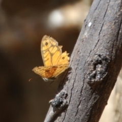 Geitoneura acantha (Ringed Xenica) at Namadgi National Park - 1 Feb 2018 by KMcCue