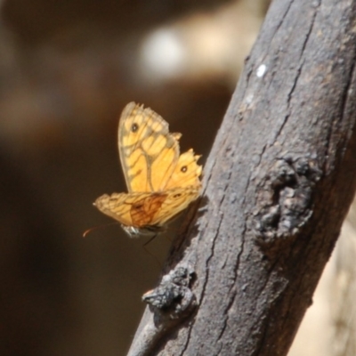 Geitoneura acantha (Ringed Xenica) at Namadgi National Park - 1 Feb 2018 by KMcCue