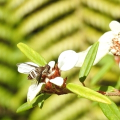 Villa sp. (genus) at Acton, ACT - 2 Feb 2018