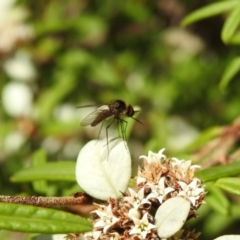 Geron sp. (genus) (Slender Bee Fly) at Acton, ACT - 2 Feb 2018 by Qwerty