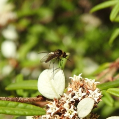 Geron sp. (genus) (Slender Bee Fly) at ANBG - 2 Feb 2018 by Qwerty