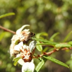 Geron sp. (genus) at Acton, ACT - 2 Feb 2018