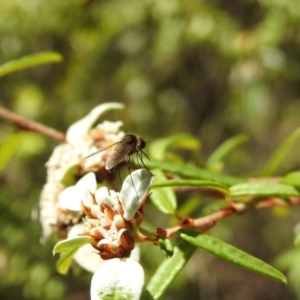 Geron sp. (genus) at Acton, ACT - 2 Feb 2018