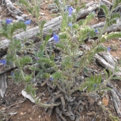 Echium vulgare (Vipers Bugloss) at Majura, ACT - 2 Feb 2018 by SilkeSma