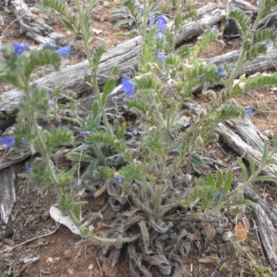 Echium vulgare (Vipers Bugloss) at Majura, ACT - 2 Feb 2018 by SilkeSma