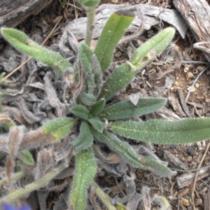 Echium vulgare at Majura, ACT - 2 Feb 2018