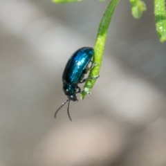 Altica sp. (genus) (Flea beetle) at Tidbinbilla Nature Reserve - 2 Feb 2018 by SWishart