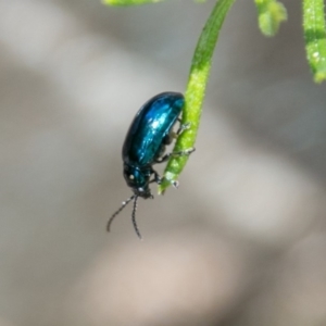 Altica sp. (genus) at Paddys River, ACT - 2 Feb 2018