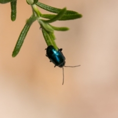 Altica sp. (genus) at Paddys River, ACT - 2 Feb 2018