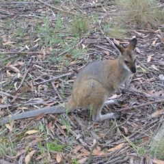 Notamacropus rufogriseus (Red-necked Wallaby) at Cotter River, ACT - 28 Jan 2018 by MatthewFrawley